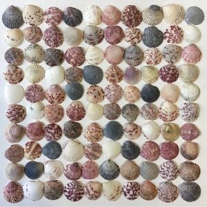 100 Seashells Calico Scallops Shells 1-1/8” to 1-3/8” Natural Beach Crafts Decor